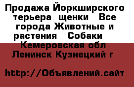 Продажа Йоркширского терьера, щенки - Все города Животные и растения » Собаки   . Кемеровская обл.,Ленинск-Кузнецкий г.